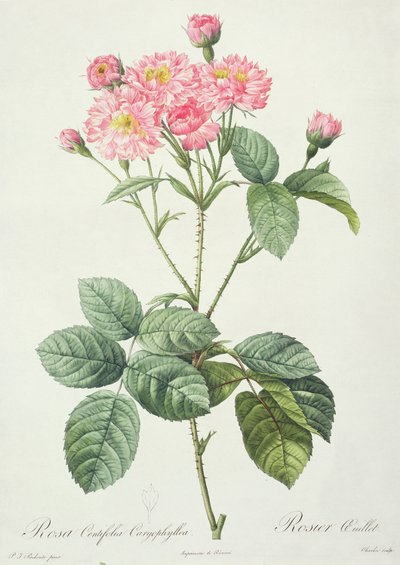 Rosa Centifolia Caryophyllea, engraved by Charlin, published by Remond by Pierre Joseph Redouté